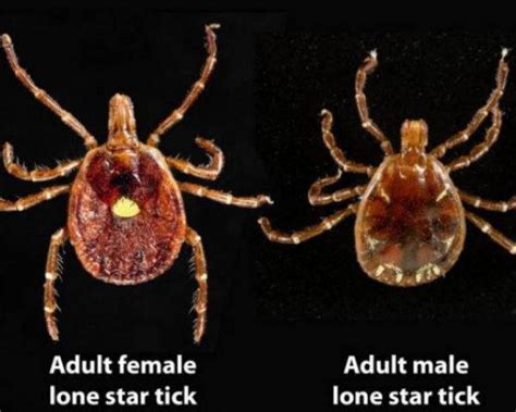Tick Bites Can Make People Allergic To Meat