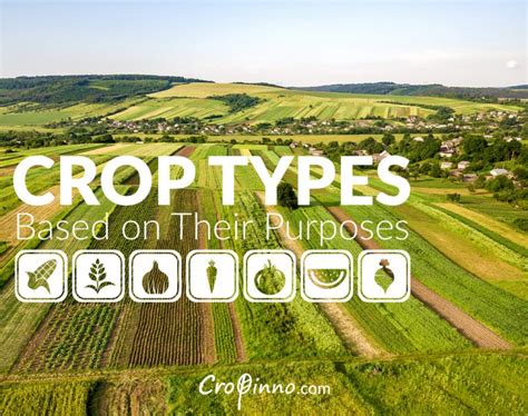 Crop Types Based On Their Purposes Cropinno Ai Powered Crop Innovations