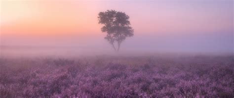 Lavender Fields Wallpaper 4k Purple Foggy Landscape Tree Sunrise