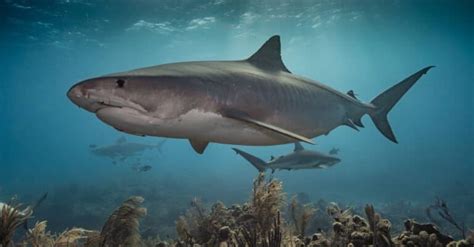 Discover The Largest Tiger Shark Ever Recorded Imp World