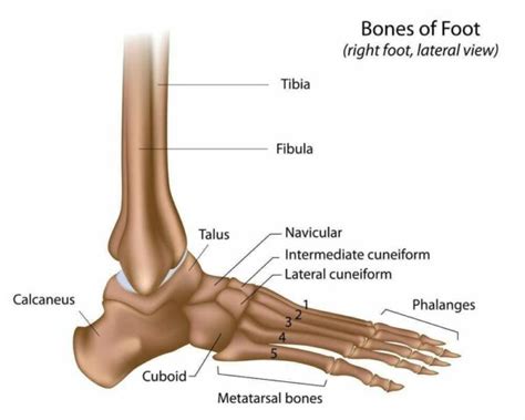 What Are The Bones Of The Foot