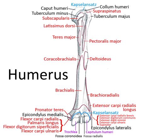 Knochen Humerus Oberarmknochen Yogabuch