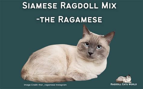 Ragdoll Siamese Mix Ragamese Ragdoll Cats World