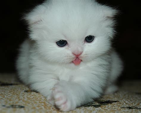 Küçük Beyaz Kedi Kedi Hayvanları Blog