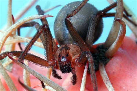 Brown Recluse Female Poisonous 10 11 Mm Mike Keeling Flickr