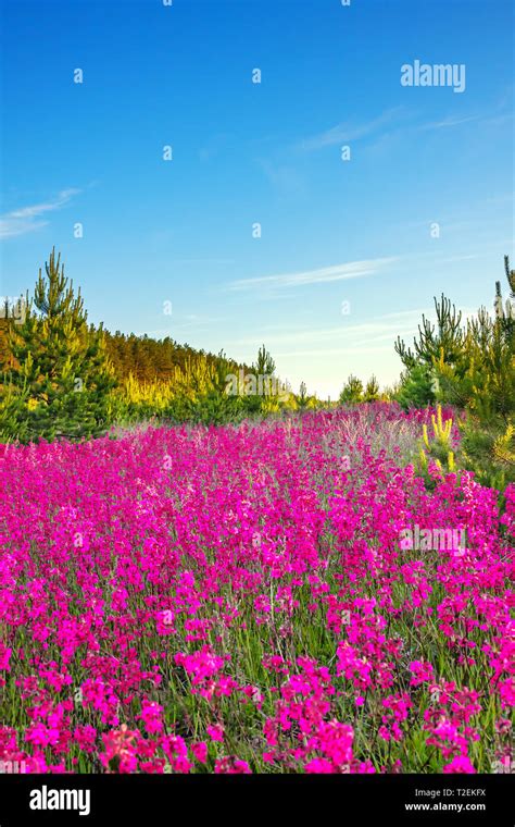 Flower Scenery Hi Res Stock Photography And Images Alamy