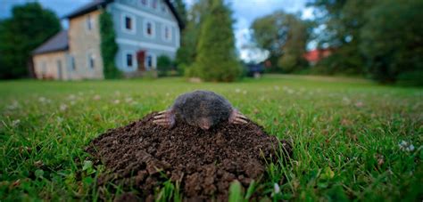 How To Get Rid Of Moles In Your Garden No Digging Tool Digest