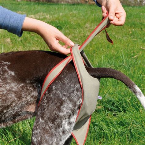Quanto Tempo Dura Menstruação De Cachorro