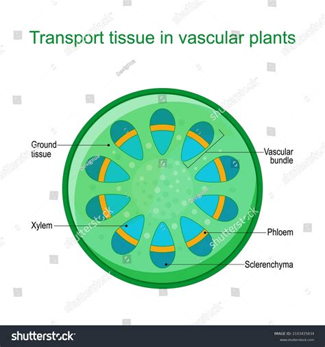 Vascular Bundle Images Stock Photos And Vectors Shutterstock
