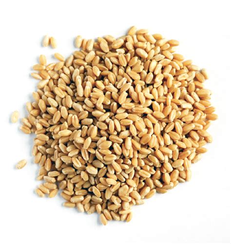 Brown Whole Wheat Grain At Rs 32kg In Surat Id 25431067773