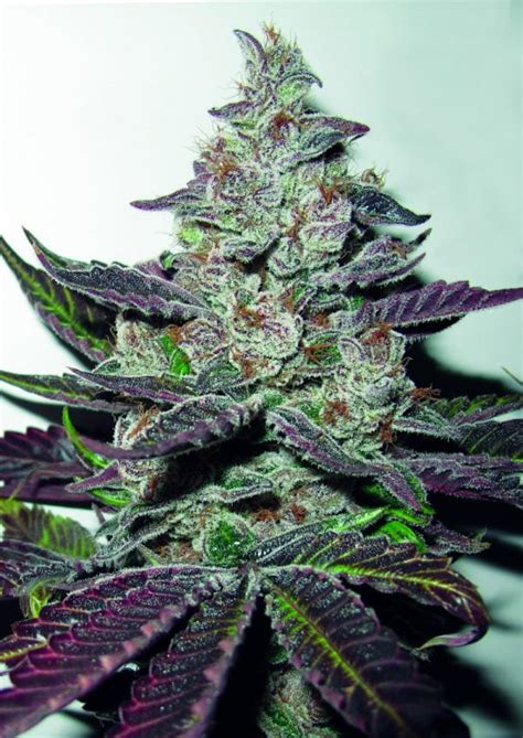 Mendocino Purple Kush Tsiou Seeds Cannabis Store