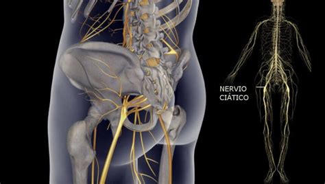 Anatomia Do Nervo Ciatico