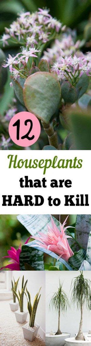 Here you may to know how to keep cactus alive. 43 Best Ideas For Plants Easy To Keep Alive Tips #plants ...