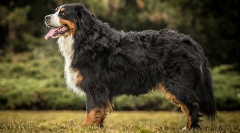 Bernese Mountain Dog Sheds How Much Do They Really Shed