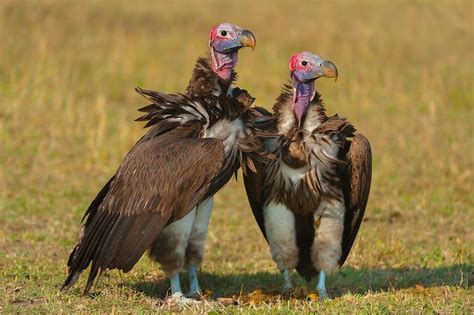 Torgos Tracheliotos Lappet Faced Vulture Vulture Birds Of Prey