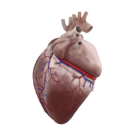 Modelo 3d Corazón Humano Completo Detallado Turbosquid 1361682