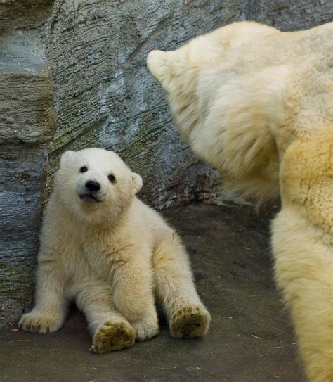 Art I Love — Polar Bear Baby Deceptively Blonde