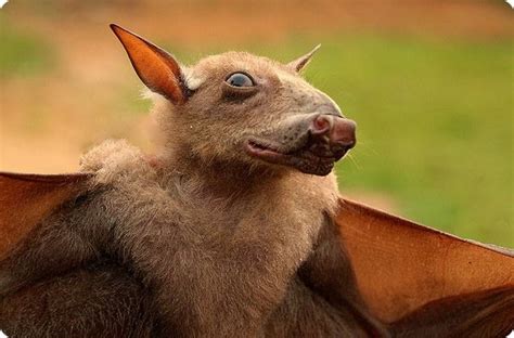 65 Hammerhead Bat This Most Outlandish Of Bats Has A Megaphone Of A