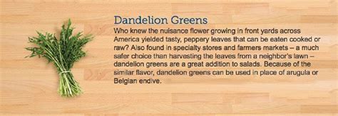 Dandelion Greens Guide Greens Greens
