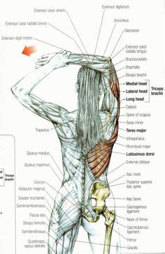 Keeps pelvis level when oppsite leg is raised. upper leg muscles common names Archives - Anatomy Body ...