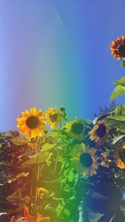 Sunflower yellow tumblr aesthetic wallpapers top free sunflower. Pinterest: @EnchantedInPink ♡ | Spring Aesthetic in 2019 ...