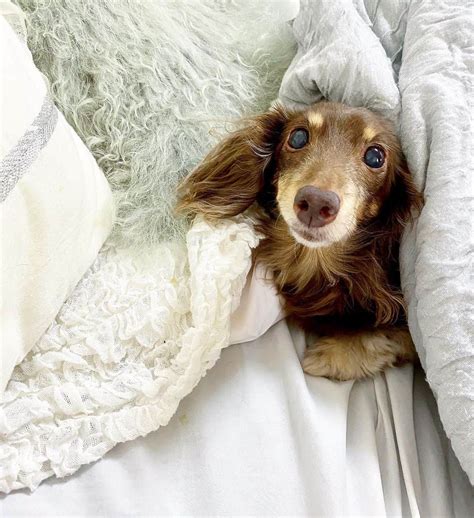 石田美奈子さんのインスタグラム写真 石田美奈子instagram ᴅᴏɢ🤎 うちの愛犬、暑いのにいつも布団に潜ってる☺︎☺︎☺︎