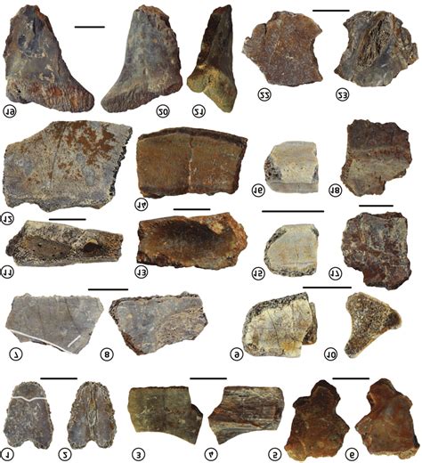 Turtle Fossils From Estancia Opazo Early Cretaceous Aptian Puesto