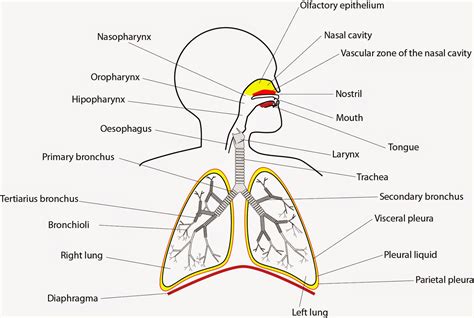 El Moderno Prometeo Respiration Pulmonary Ventilation And Exchange Of