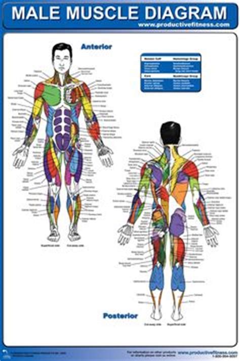 Almost every muscle constitutes one part of a pair of identical bilateral. 1000+ images about Science on Pinterest | Human Body, Muscular System and Respiratory System