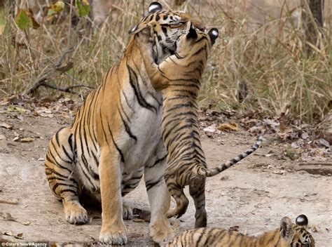 Adorable Tiger Cub Showers Its Disinterested Mother With Kisses Big World Tale