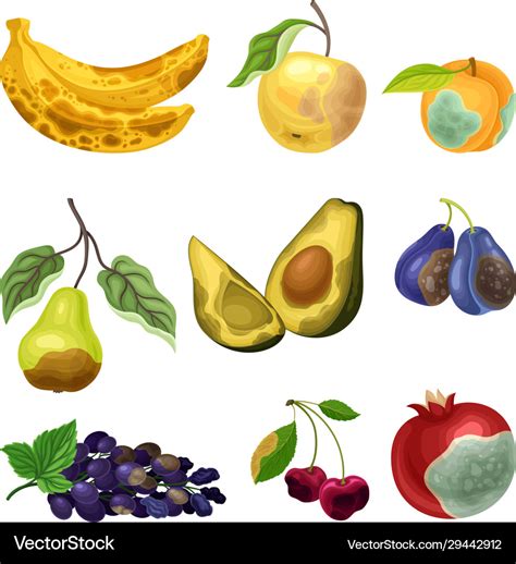 Rotten Fruits With Stinky Rot Covered Skin Vector Image