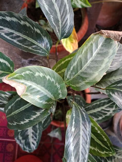 Houseplant Green White Leaves Beautiful Unique Leaf Fiber Stock