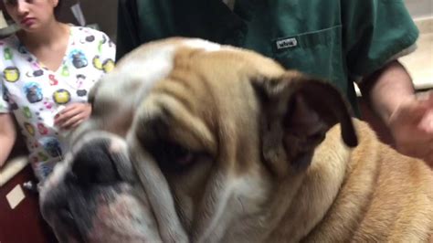 English Bulldog Cleaning Ear Infection Treatment Atopic Dermatitis