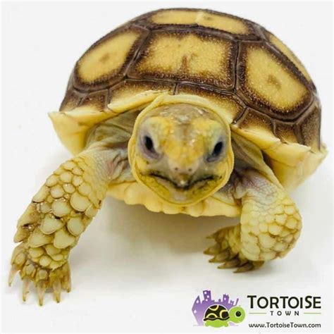 A Close Up Of A Small Turtle On A White Background With The Caption