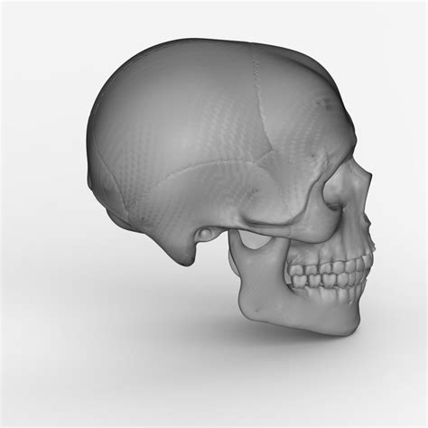 Male Skull Free 3d Model 3d Printable Cgtrader