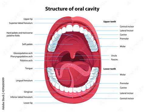 Structure Of Oral Cavity Human Mouth Anatomy Stock Vector Adobe Stock