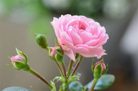 Rose Pink Bud Free Photo On Pixabay