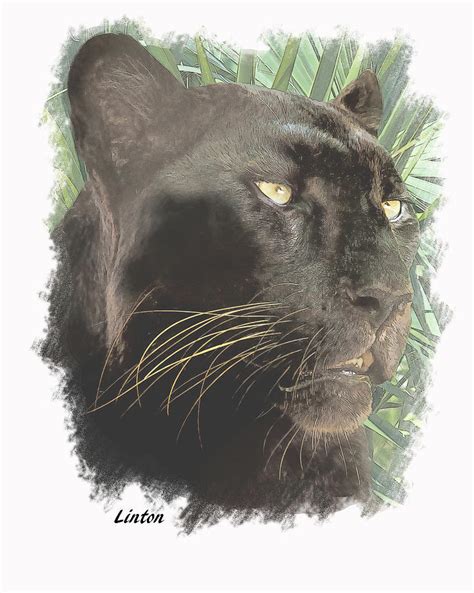 Black Leopard Digital Art By Larry Linton Fine Art America