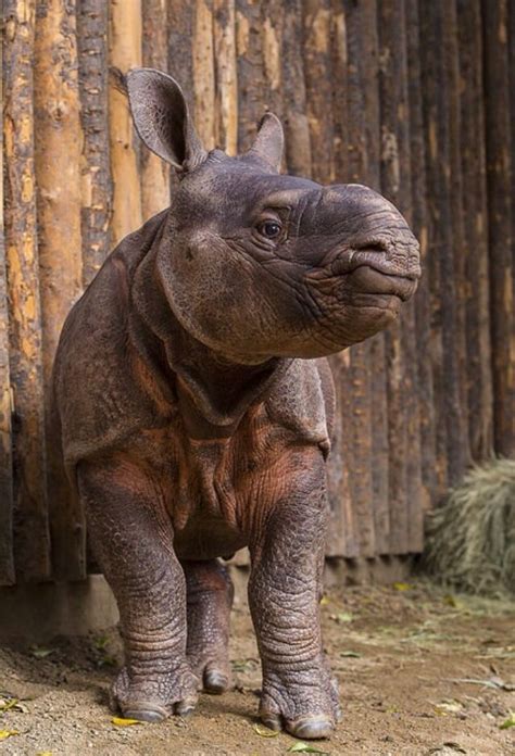 Very Cute Baby Indian Rhino San Diego Nature Animals Animals And Pets