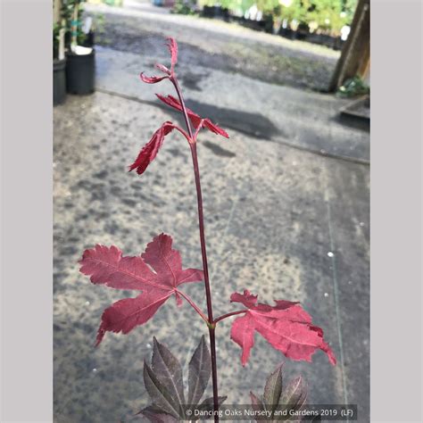 Acer Palmatum Ruslyn In The Pink Japanese Maple Dancing Oaks