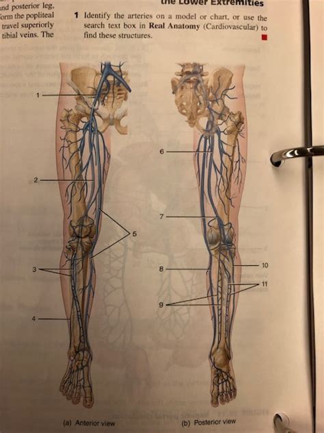 Figure Veins Of The Right Lower Limb Diagram Quizlet