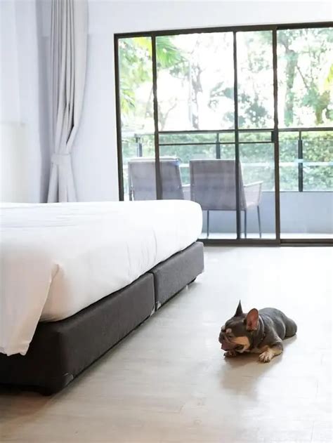 ซัมเมอร์ซัมใจ☀️ ไปเที่ยวหัวหินโรงแรม Pet Friendly 🐶 แกลเลอรีที่โพสต์