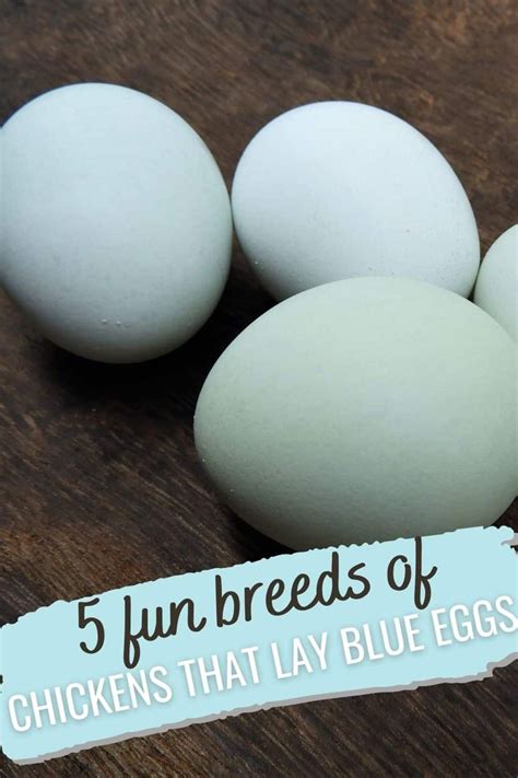 5 Fun Breeds Of Chickens That Lay Blue Eggs In 2023 Chicken Egg