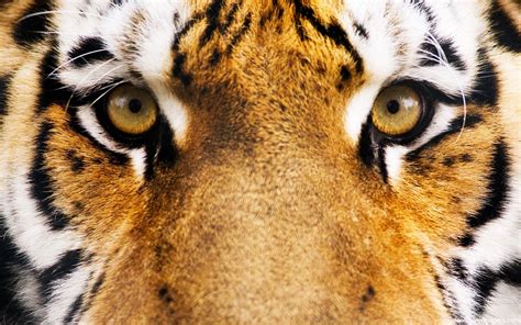 Images Of Tigers Face