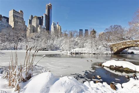 Hd Wallpaper New York Central Park At Daytime Photography City Tree