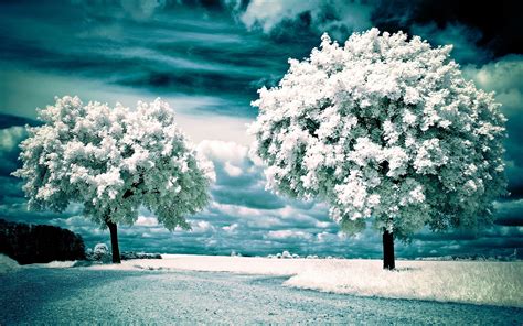 Free Download Winter Nature Hd Wallpapers 2560x1600 For Your Desktop