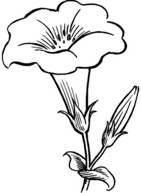 Check spelling or type a new query. Jasmine Flower Coloring Pages - Coloring Home