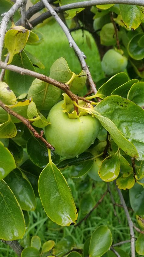 Fruit Trees Home Gardening Apple Cherry Pear Plum Identify Trees