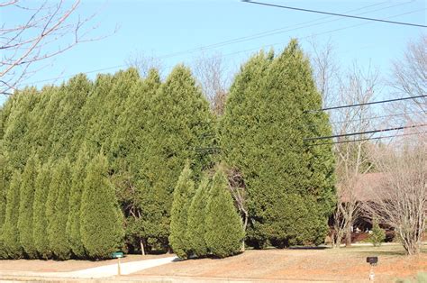 Emerald green thuja arborvitae trees are evergreen trees that are very hearty and lush. Green Giant Arborvitae Vs Leyland Cypress - Holiday Hours