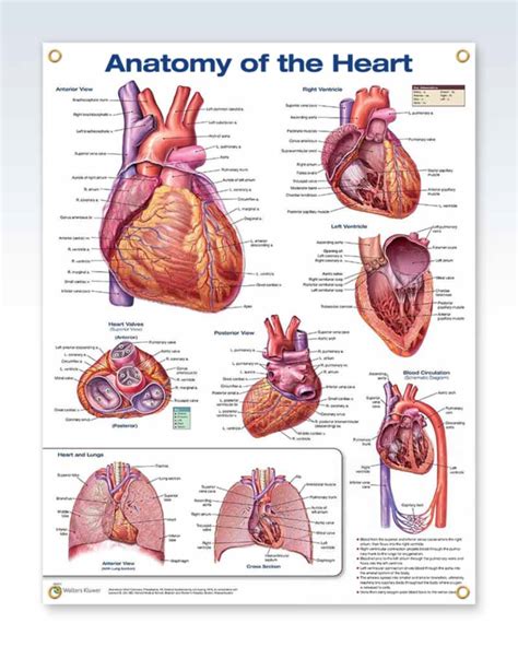 Anatomy Of The Heart Exam Room Posters Clinicalposters